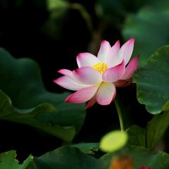 Empowerment Radio with Dr. Friedemann Schaub: How to get quickly grounded and re-centered with Dr. Susan Shumsky