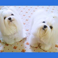 pets talk with animal communicator dr monica diedrich on transformation talk radio
